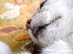DSCF0266_800x.jpg