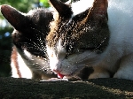 IMG_0045_800x.jpg