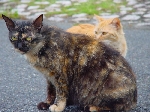 DSC00378_800x.jpg